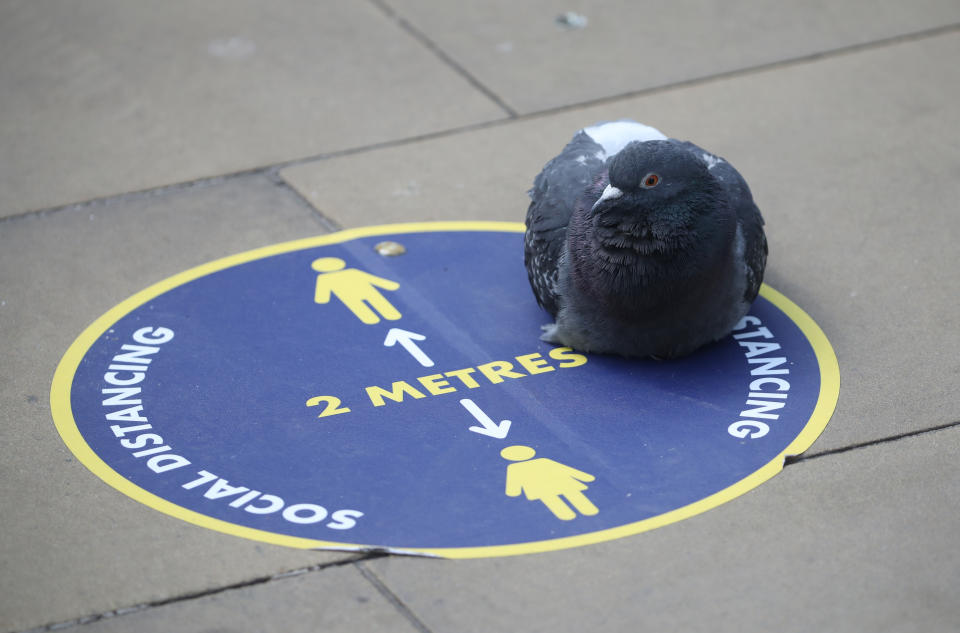 A pigeon sits on a social distance sign at Edinburgh Waverley Station as Scotland moves into phase one of the Scottish Government's plan for gradually lifting lockdown. (Photo by Andrew Milligan/PA Images via Getty Images)