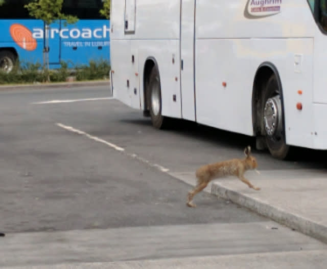 Tourist spots hare with 'cigarette' in mouth at Dublin Airport