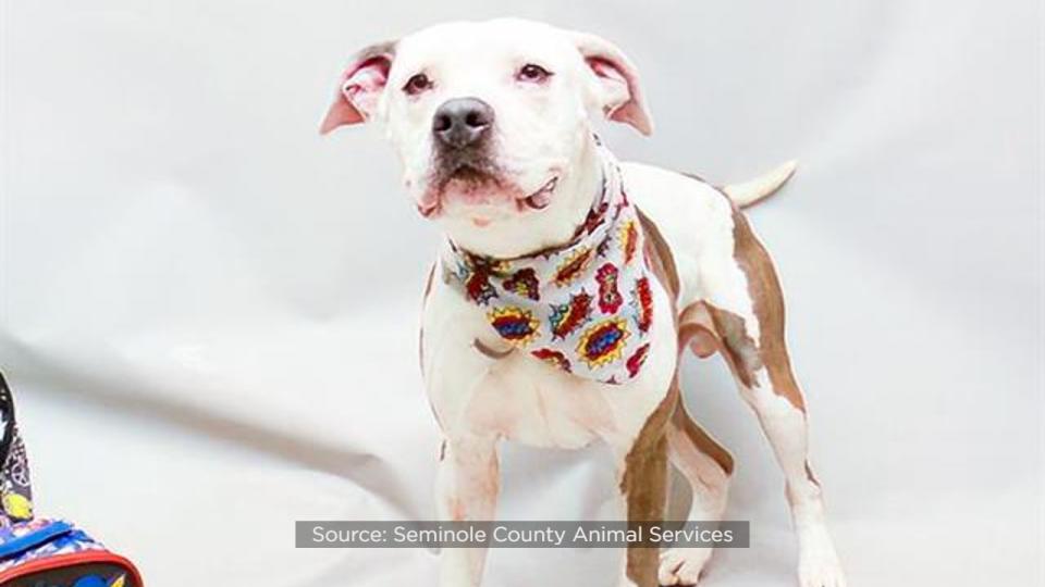 Seminole County Animal Services announced Friday that the shelter is over capacity and offering $5 dog adoptions to help make room.