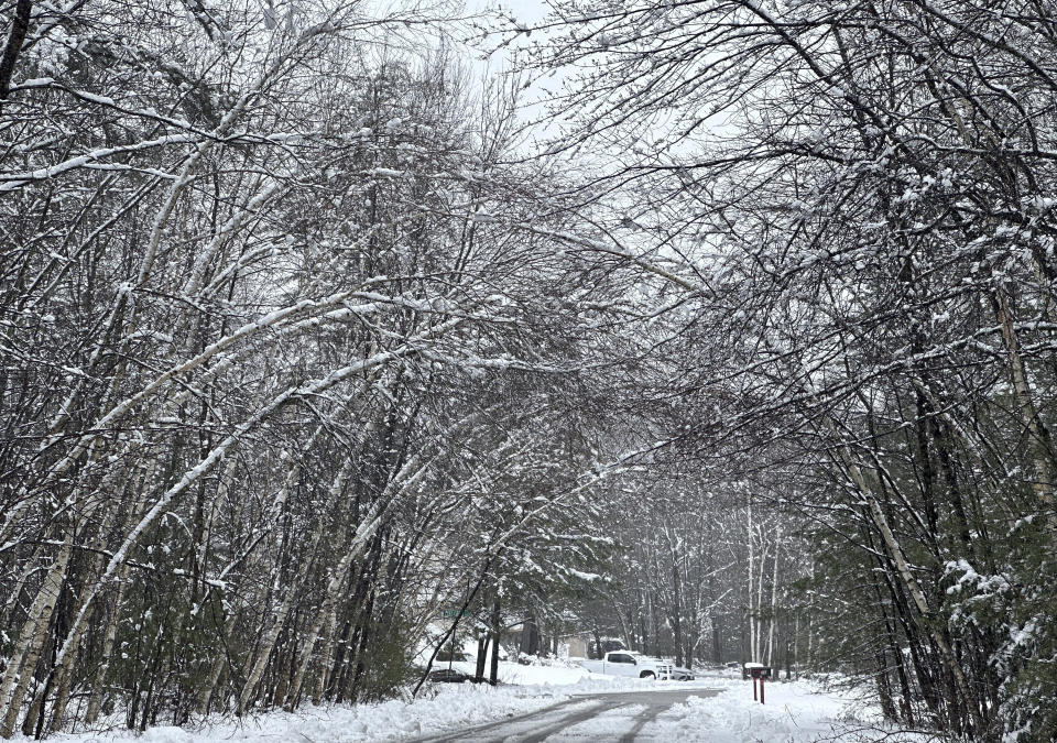 Snow weighs down trees in Concord, N.H., Thursday, April 4, 2024. An early spring nor'easter hammered the Northeast with heavy snow, rain and high winds, with some northern areas expected to get up to two feet of snow. (AP Photo/Kathy McCormack)