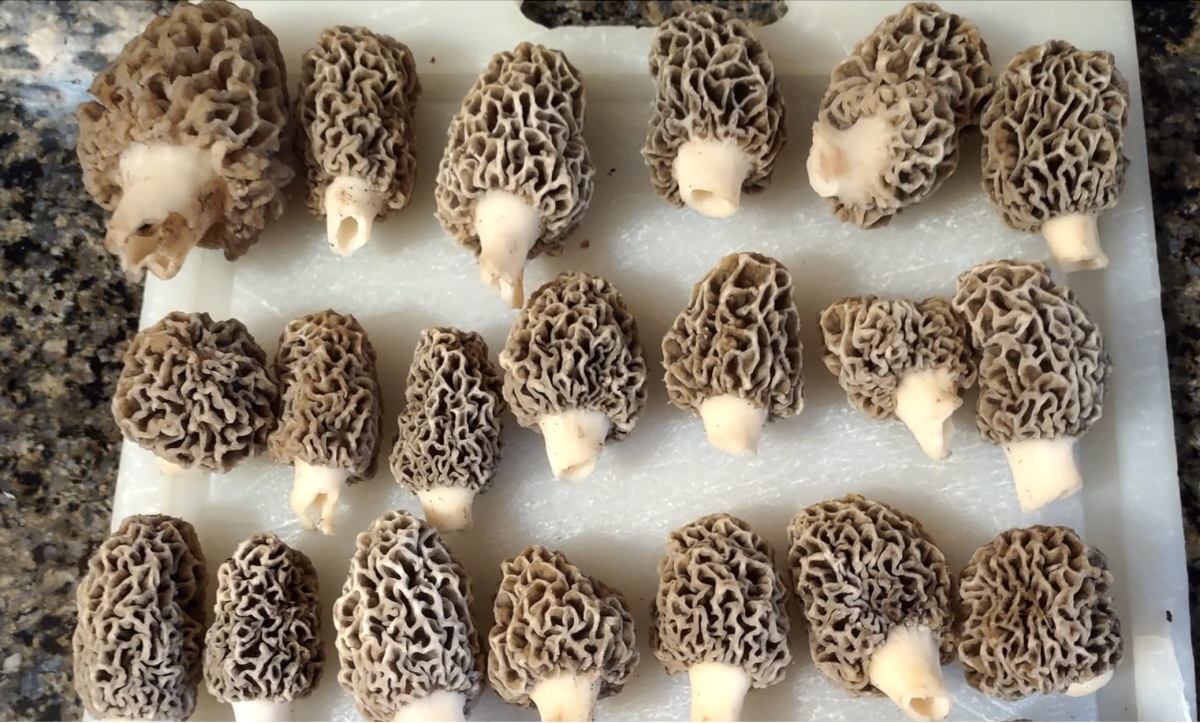 It's morel season. There is still plenty of hunting left in the Rockford  area