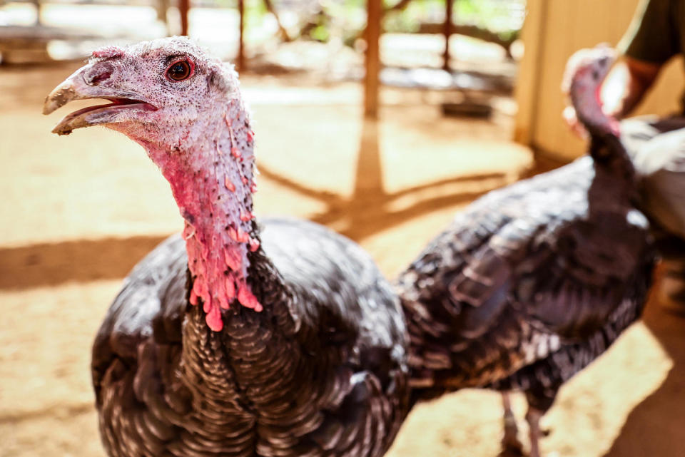 Rescued turkeys, with shorn beaks from a factory farm (Mario Tama / Getty Images file)