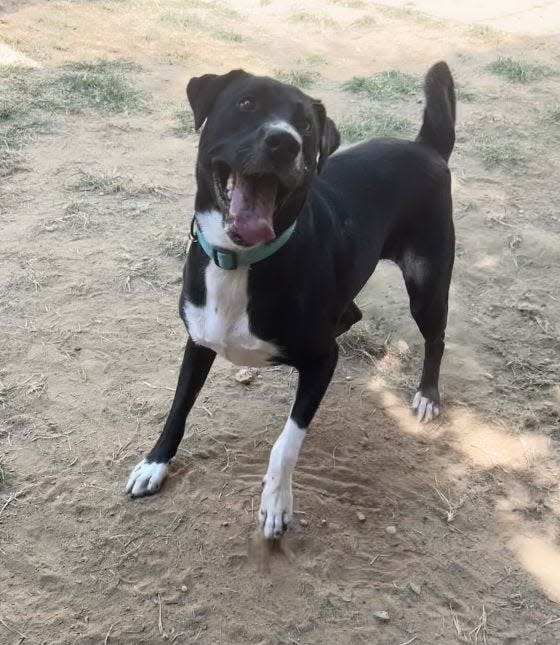 Susie is an energetic 2-year-old Lab/mountain cur mix who weighs in at a healthy 60 pounds.