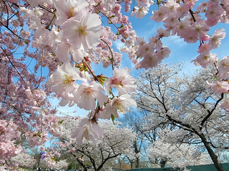 Light pink flowers hang from a close-up branch and blossoms of various hues from several trees fill the background.