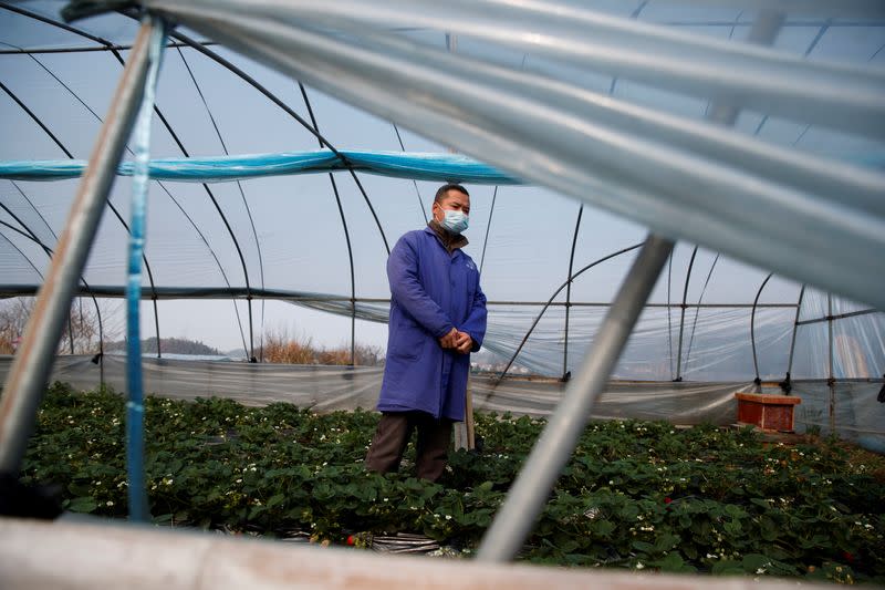 Strawberry farmer Li Zimin poses for a picture in a greenhouse at his farm where sales have been severely affected by the coronavirus outbreak in Jiujiang