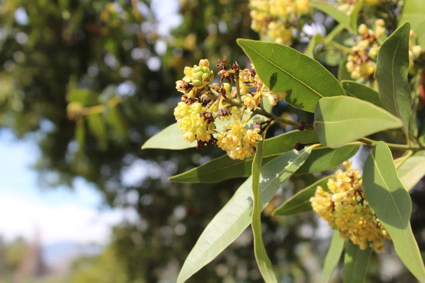 The native California Bay Laurel tree is one of 1,200 native species at the California Botanic Garden.