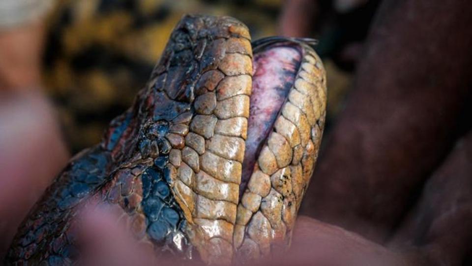 A northern green anaconda (Bryan Fry)