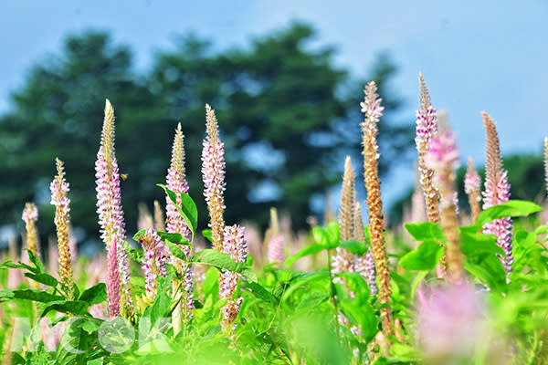 九天狗尾草花海 (圖／黃風)