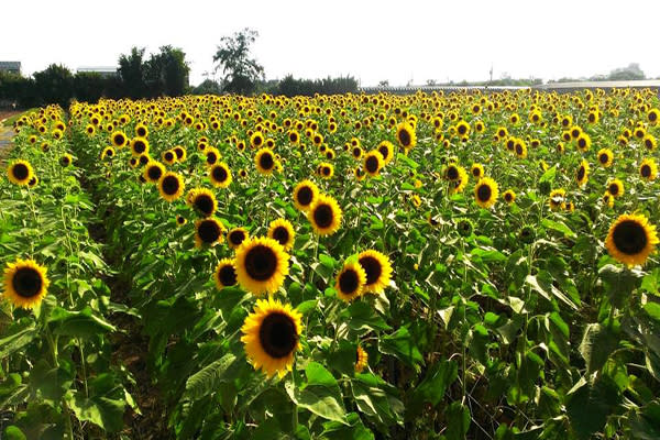 向陽農場占地18,000坪，為北台灣最大的向日葵主題農場