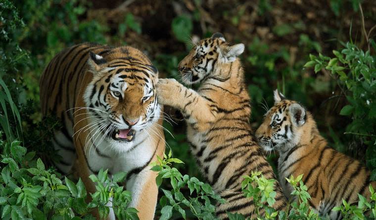 The Number of Wild Tigers Has Increased for First Time in 100 Years