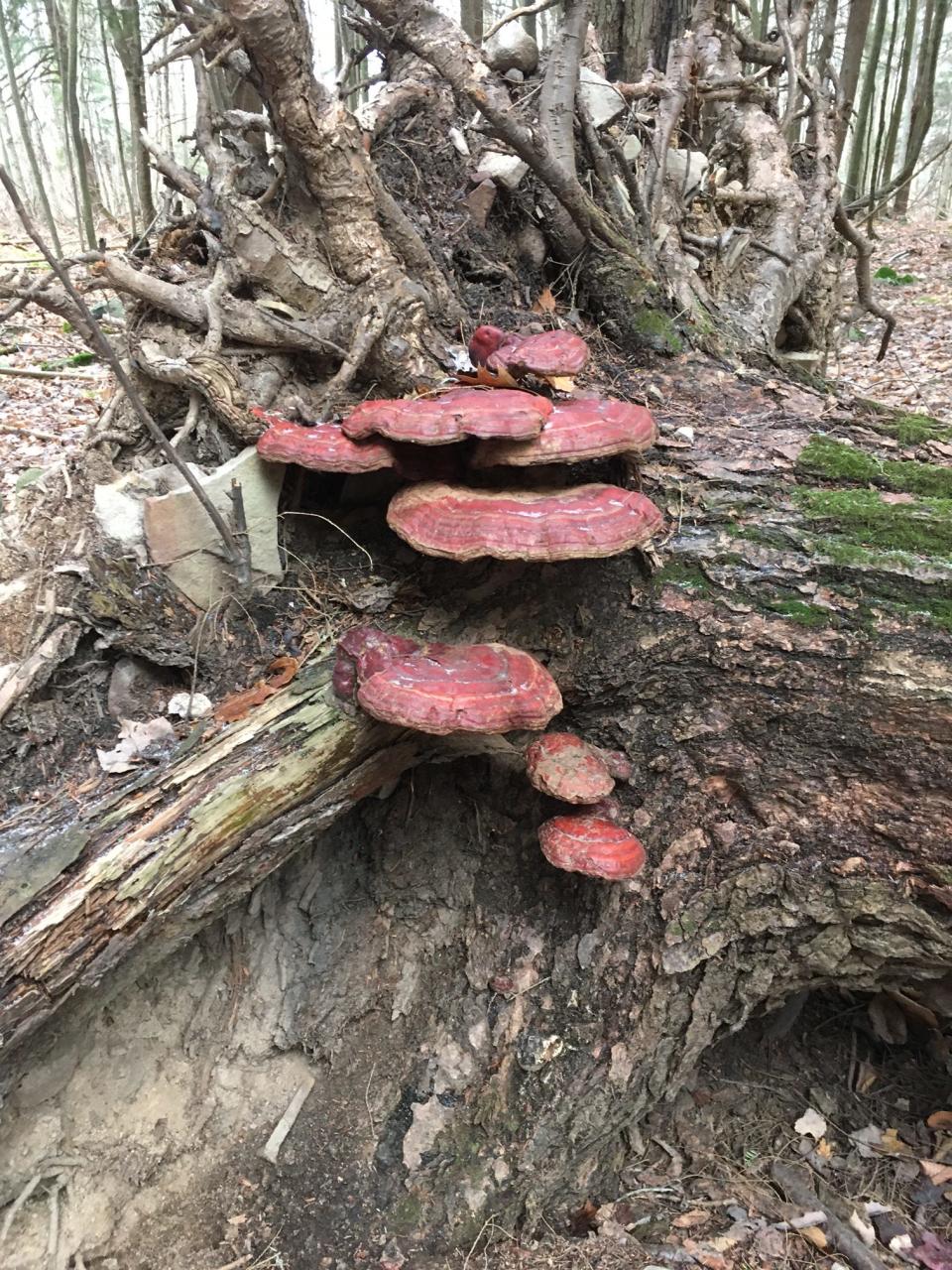 Reishi mushroom growing on a dead hemlock tree.