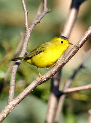 An image of a Wilson's warbler sitting on a tree branch. These birds migrate through Wisconsin in the autumn.