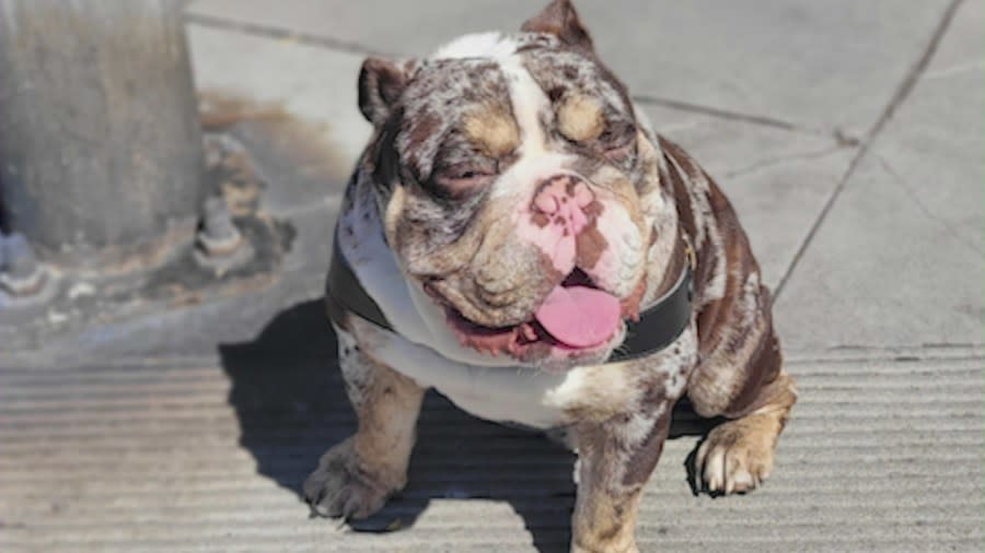 Capone is a 1-year, 10-month-old English Bulldog that was stolen at gunpoint from a couple in West Hollywood. 