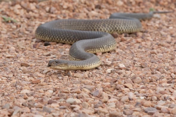 king brown snake