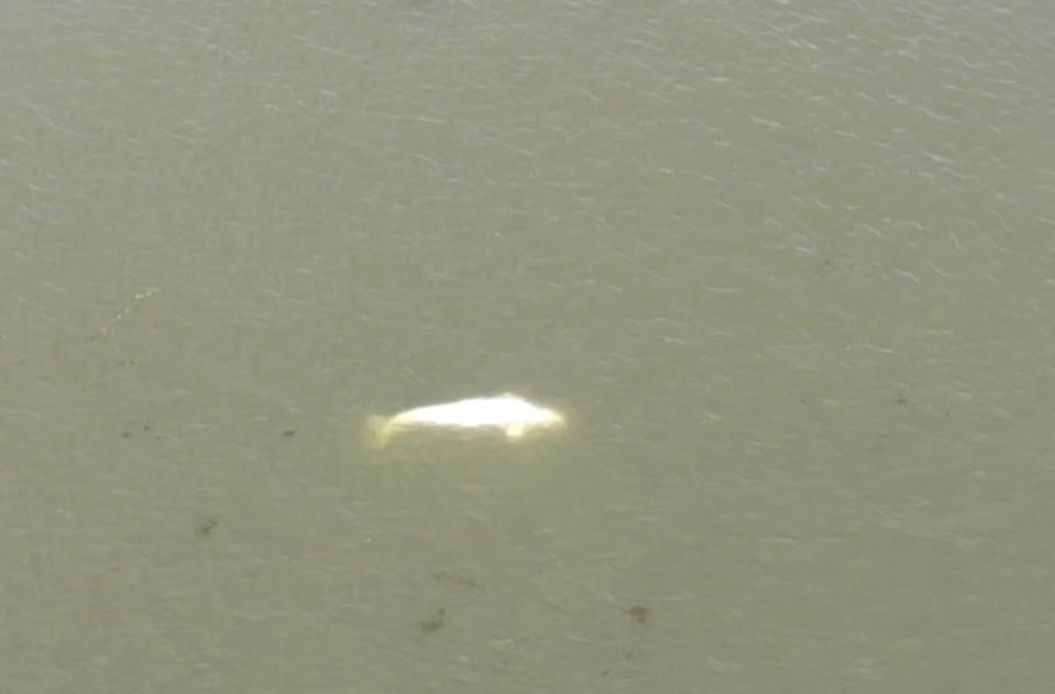 In this image taken from video footage run by the French fire services of the Eure region (SDIS27 ) shows a Beluga whale in the Seine river in Saint-Pierre-la-Garenne, west of Paris, Thursday, Aug. 4, 2022. French authorities are tracking a Beluga whale that strayed far from its Artic habitat into the Seine River, raising fears that the ethereal white mammal could starve if it stays in the waterway that flows through Paris and beyond. (SDIS27 via AP)