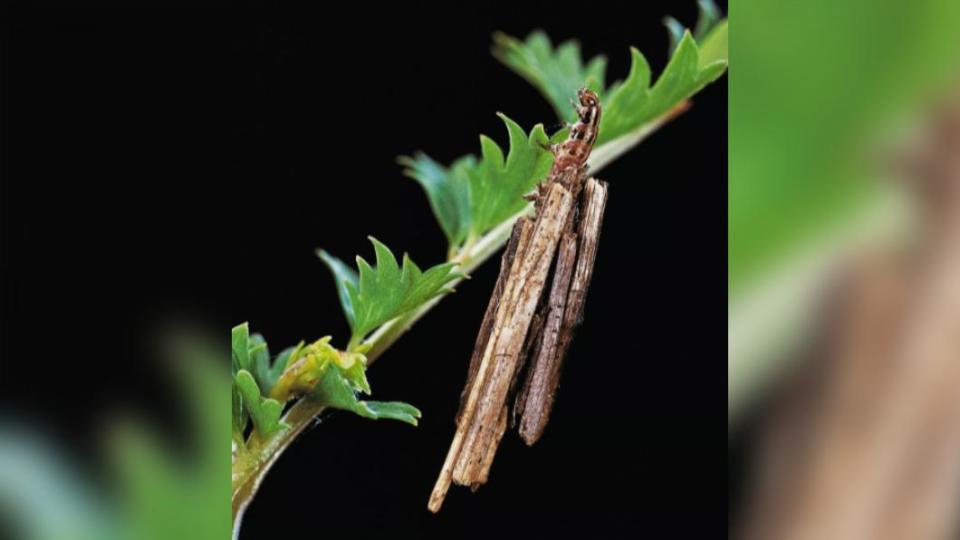 昆蟲專家指出這是包覆著樹皮的蛾幼蟲（moth caterpillar）。（圖／翻攝自《每日星報》）