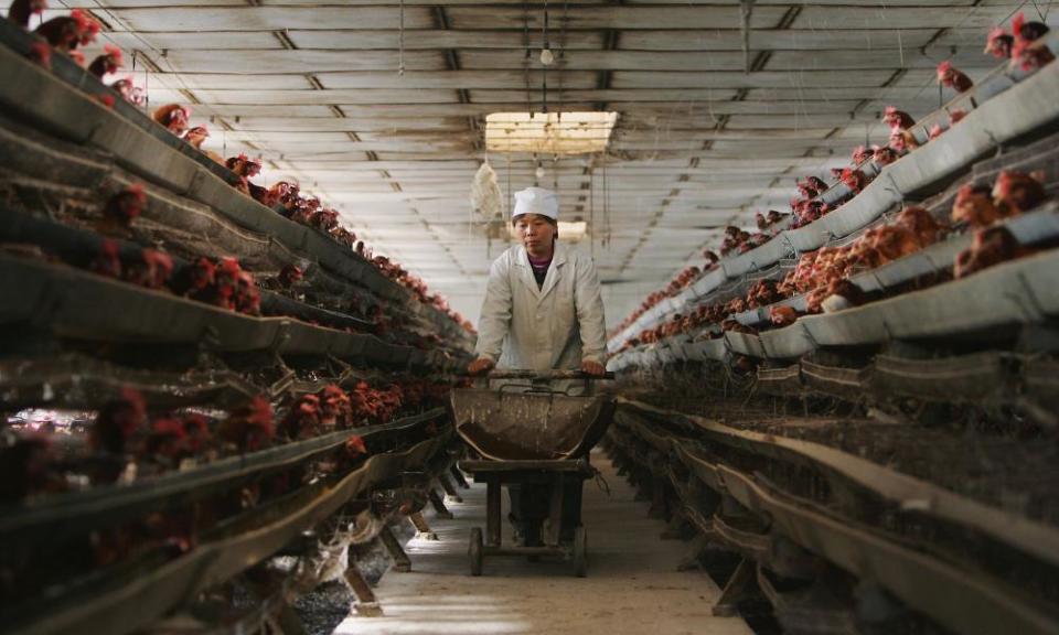 <span>Photograph: China Photos/Getty Images</span>