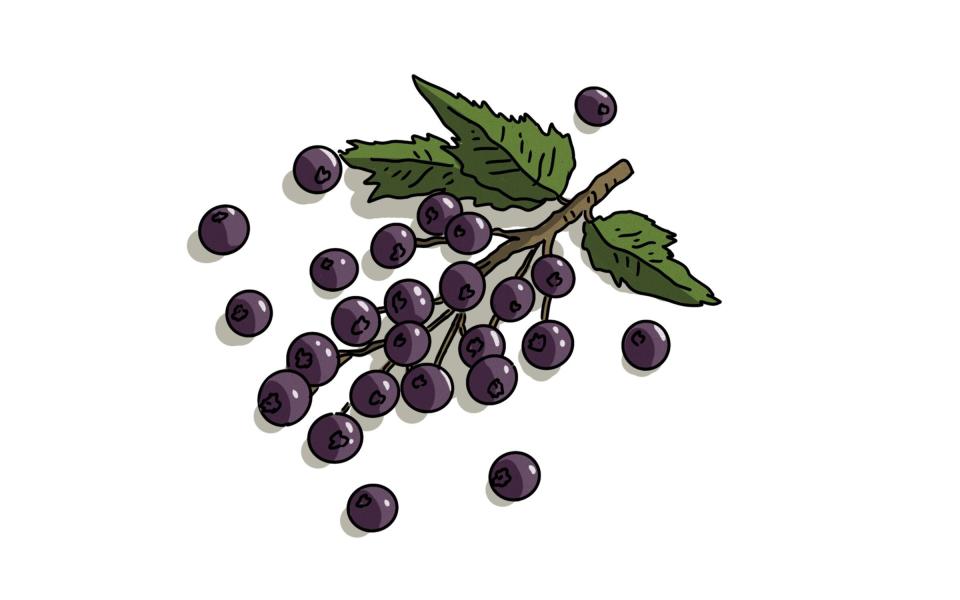 Blackcurrents