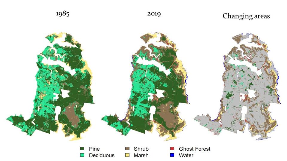 Salt water intrusion is rapidly killing North Carolina coastal forests.