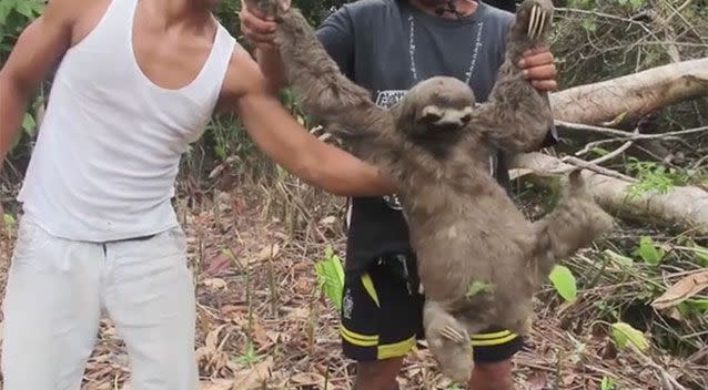 The sloth is handled roughly before being placed in a bag. Source: World Animal Protection