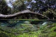 River Sucuri, Mato Grosso do Sul, Brazil. <br><br>In the crystal clear water the piraputanga fish grow and form large shoals. <br><br>Camera: Canon EOS 5D MkII <br><br>Franco Banfi, Switzerland <br><br>Commended, One Shot Wild Moments (single image category)