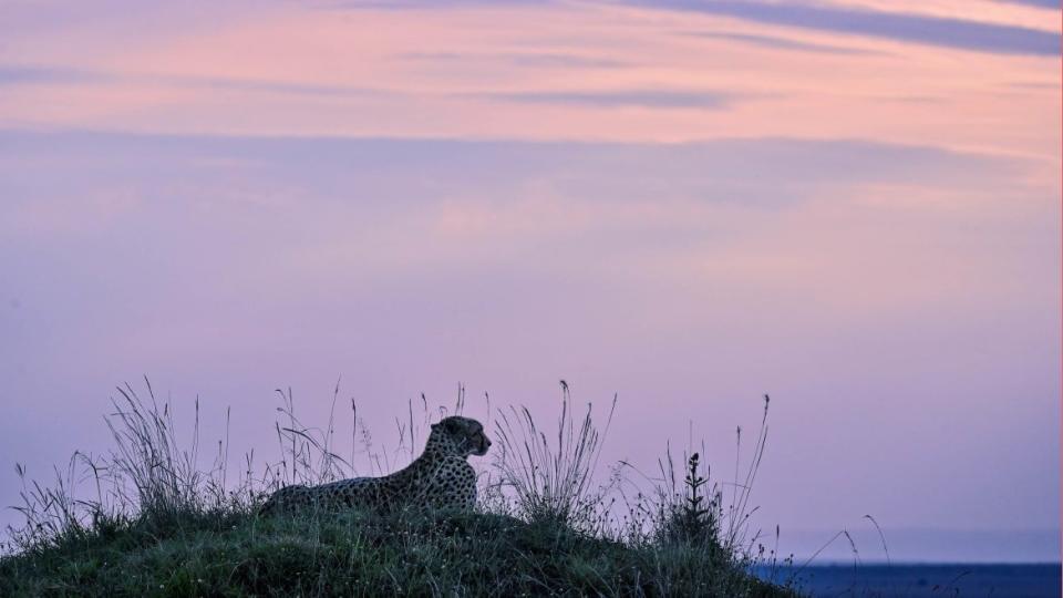 <div class="inline-image__caption"><p>A young Cheetah male rests on a mound at dusk after feeding on the carcass of a Topi antelope that his coalition of four brothers managed to hunt and bring down on the plains of the Masai Mara National Reserve where the spectacular annual migration of Wildebesst into Kenya from Tanzania is started on July 16, 2020. </p></div> <div class="inline-image__credit">Tony Karumba/Getty</div>