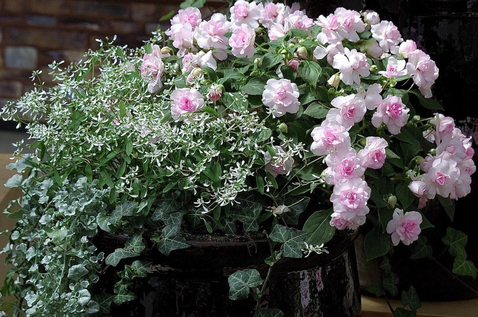 Rockapulco Appleblossom, is an award-winning impatiens, with a look of rare China. Here it is partnered with Diamond Frost euphorbia, Silver Falls dichondra and ivy.