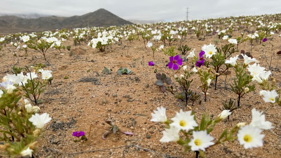The desert blooms usually happen in the spring, but this year's heavier-than-usual rainfall has brought flowers out early. - Rodrigo Gutierrez/Reuters