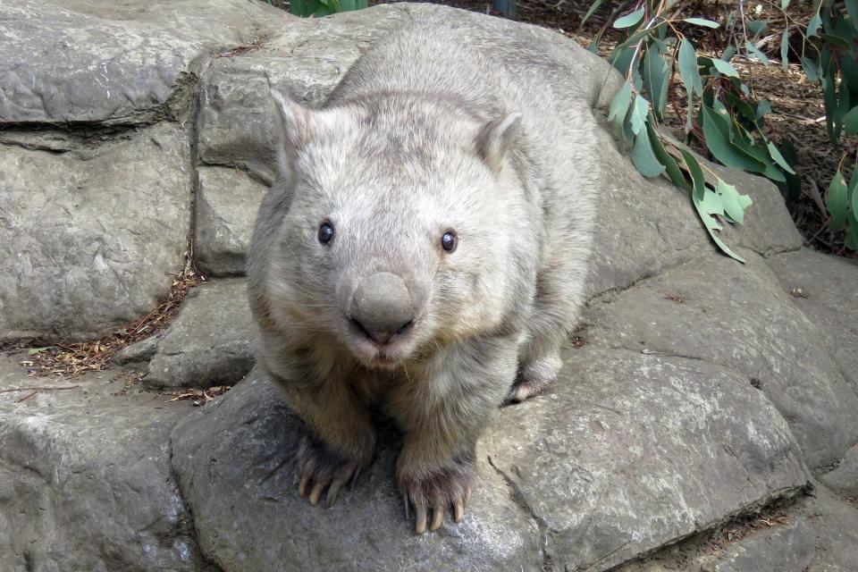 The world’s oldest wombat has died aged 32 but her legacy will live on to protect wild populations. Source: Facebook/National Zoo & Aquarium Canberra