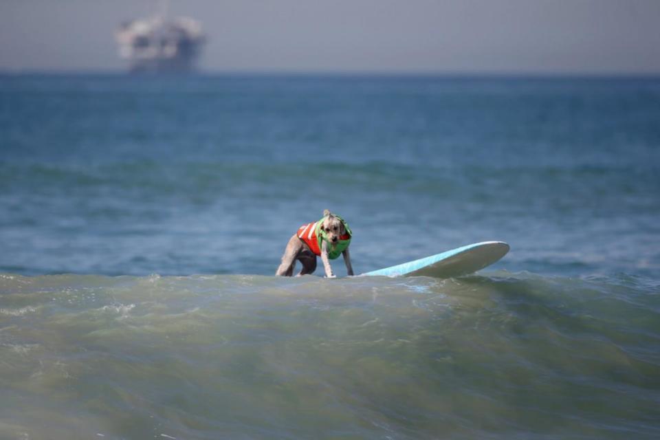 <p>A dog waits to catch a wave during the Surf City Surf Dog competition in Huntington Beach, California, U.S., September 25, 2016. REUTERS/Lucy Nicholson</p>