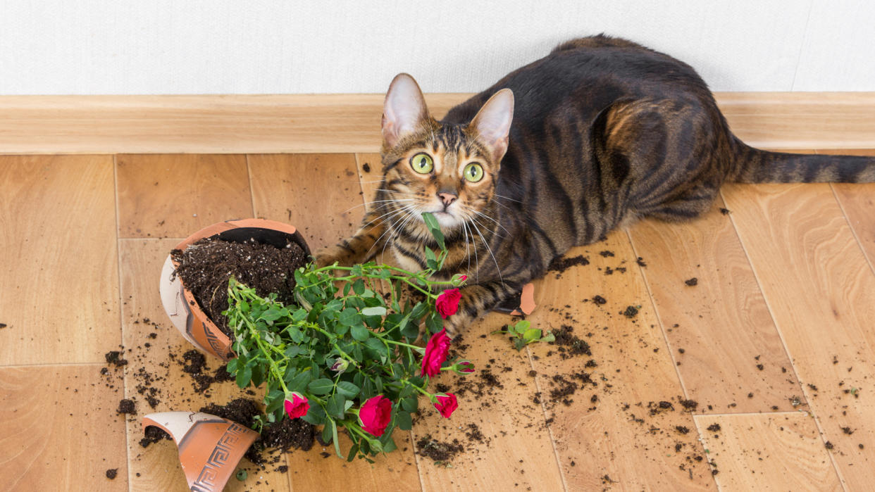  Cat looks guilty sat by a smashed plant pot 