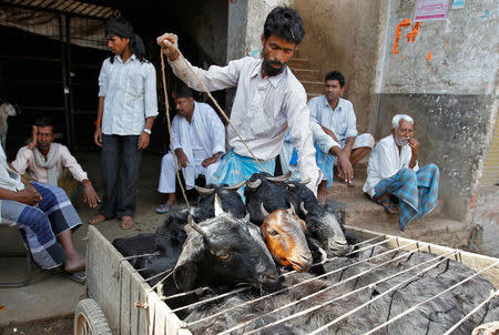 A man loads goats into a cycle rickshaw at a wholesale livestock market in Allahabad, India March 31, 2017. REUTERS/Jitendra Prakash