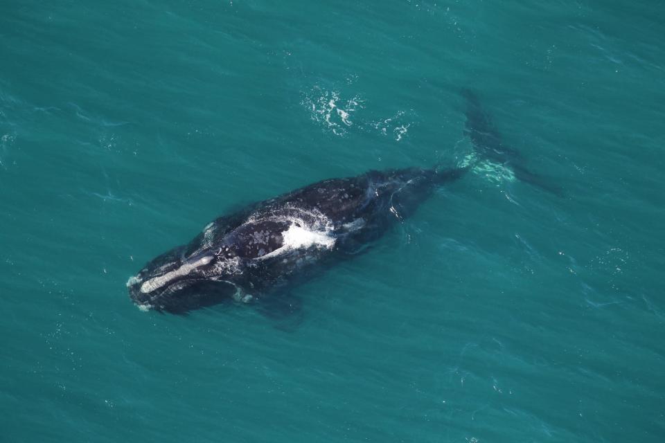 FILE: This North Atlantic right whale was one of two spotted on January 31, 2018 traveling south offshore of Little St. Simons Island. The whale surfacing in this photo is an adult female known as #3546 "Halo." She did not have a calf in 2018 but did in 2020.