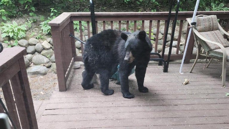 A black bear is seen on a deck in Antioch, Illinois, in June 2023.