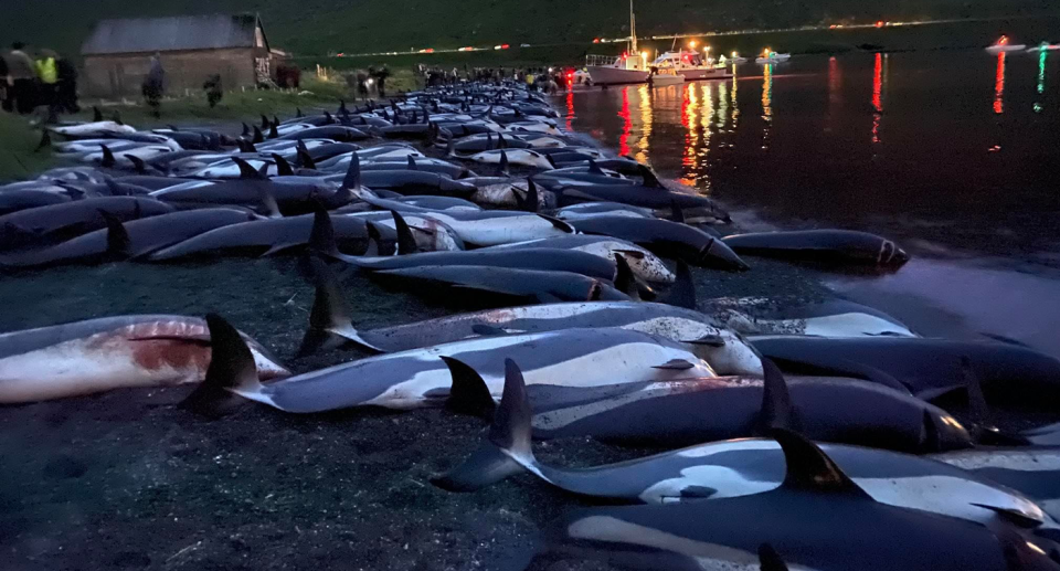 Dolphins lying dead along the shore of the Faroe Islands. Source: Sea Shepherd