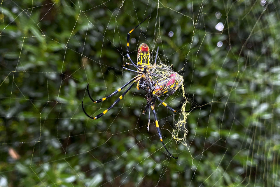 FILE - The Joro spider, a large spider native to East Asia, is seen in Johns Creek, Ga., Oct. 24, 2021. Populations of the species have been growing in parts of the South and East Coast for years now, and many researchers think it's only a matter of time before they spread to much of the continental U.S. (AP Photo/Alex Sanz, File)