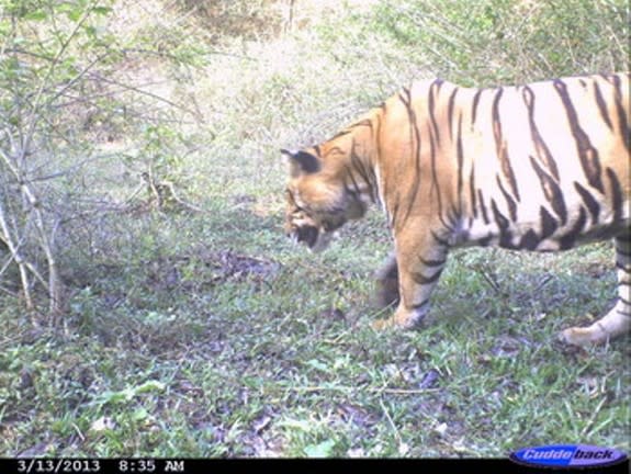 An adult male tiger photographed on March 13, 2013, in Kerala shortly after eating a gaur, an Indian bison.