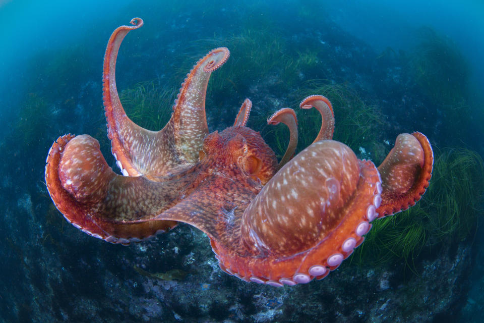 <p>The giant pacific octopus spreads its interbrachial membranes wide when pouncing on its prey or landing on the sea floor, Hakodate Usujiri, Hokkaido, Japan, Dec. 1, 2015 . The soft way it lands resembles a parachute coming down. (Photograph by Toru Kasuya) </p>