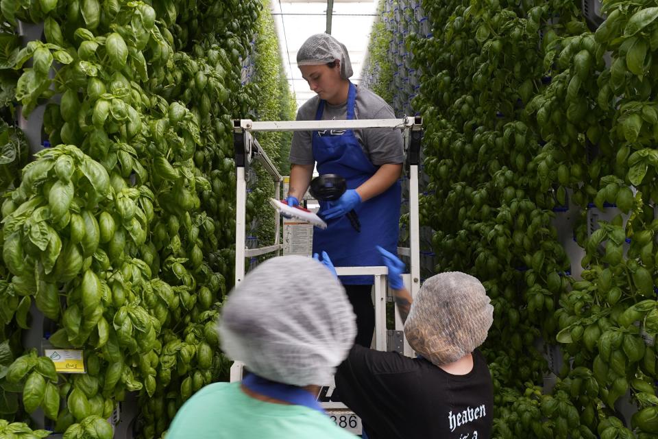 Workers check produce plants at a vertical farm greenhouse in Cleburne, Texas, Aug. 29, 2023. Indoor farming brings growing inside in what experts sometimes call “controlled environment agriculture.” There are different methods; vertical farming involves stacking produce from floor to ceiling, often under artificial lights and with the plants growing in nutrient-enriched water. (AP Photo/LM Otero)