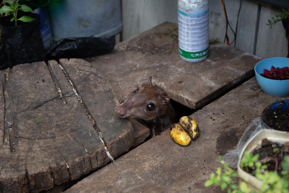 Tepezcuintles are wild rodents that are both kept as pets and hunted for their meat in MexicoMolly Ferrill