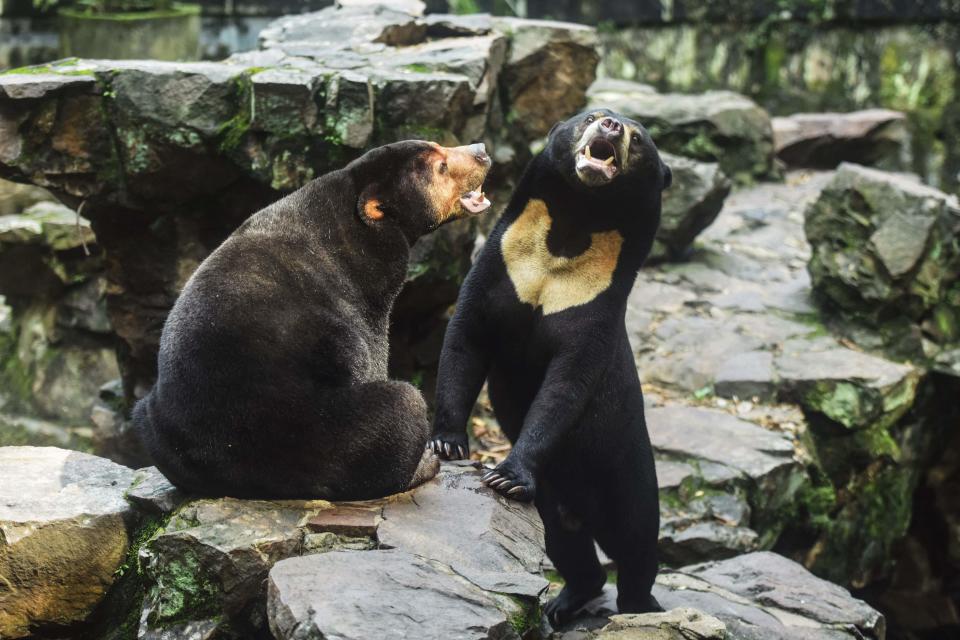 Dois ursos-do-sol interagem em seu recinto no Zoológico de Hangzhou, em Hangzhou, província de Zhejiang, leste da China, em 1º de agosto de 2023.  Um zoológico chinês foi forçado a negar que seu urso-sol seja na verdade um humano fantasiado.  Suas patas traseiras geraram acusações online de um impostor peludo.  (Foto de AFP) / China Out (Foto de STR/AFP via Getty Images) ID do arquivo ORIG: AFP_33QG42H.jpg