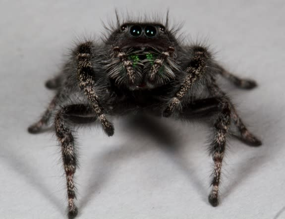 What a large number of eyes you have! The jumping spider Phidippus audex, like most spiders, sports 8 eyes.