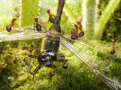 The fantasy world of ants: Photographs by Andrey Pavlov