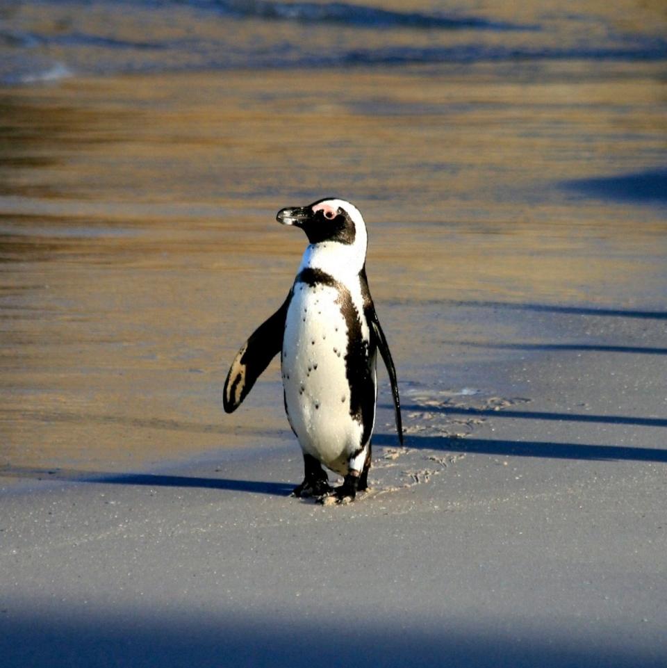 Penguin in South Africa