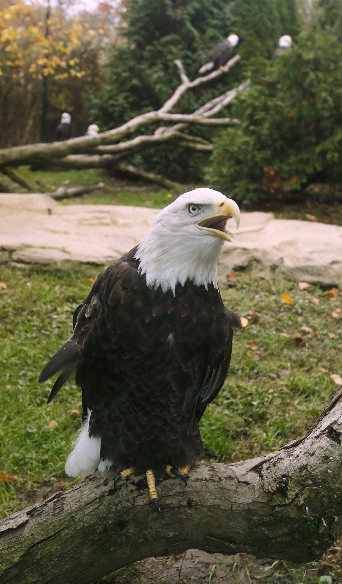 The Akron Zoo is offering free admission to vets over Veterans Day.