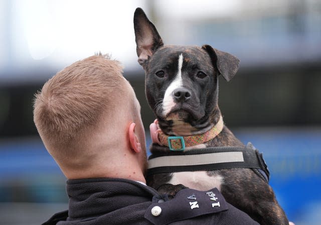 Stella the Staffie cross rescued