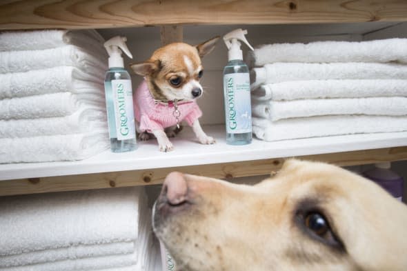 Ruby the Chihuahua and Lily the Labrador in the luxury spa at the Bellslea Hills Pet Hotel and Spa. PRESS ASSOCIATION Photo. Picture date: Wednesday March 11, 2015. A new hotel with private suites, temperature-controlled flooring and a state-of-the-art spa has opened - catering only for dogs. Bellslea Hills Pet Hotel and Spa opened this week in Ayr and is based on facilities in Beverley Hills and Hollywood, staff said. Photo credit should read: Danny Lawson/PA Wire