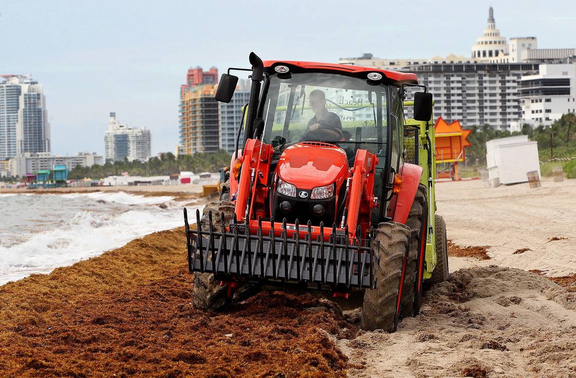 Heavy equipment starts cleaning seaweed from the seashore after a press conference by Miami-Dade County and City of Miami Beach elected officials announcing the county’s removal operation for sargassum/seaweed on Miami Beach on Friday, Aug. 2, 2019. Pedro Portal/pportal@miamiherald.com