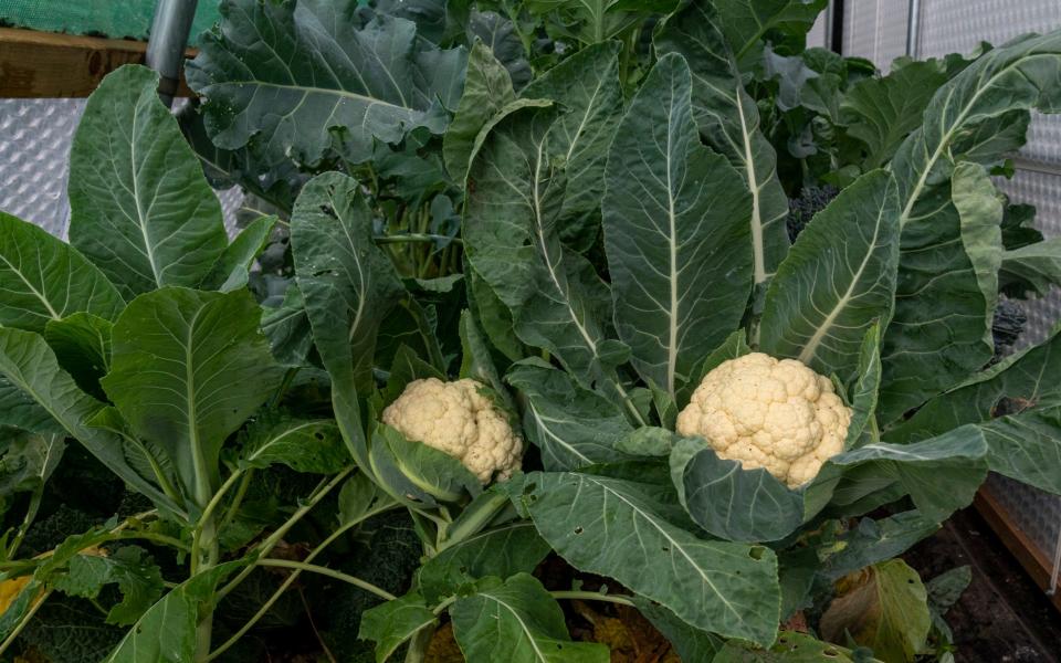 Cauliflowers might have stopped growing, but there is no rush to harvest them  - Andrew Crowley