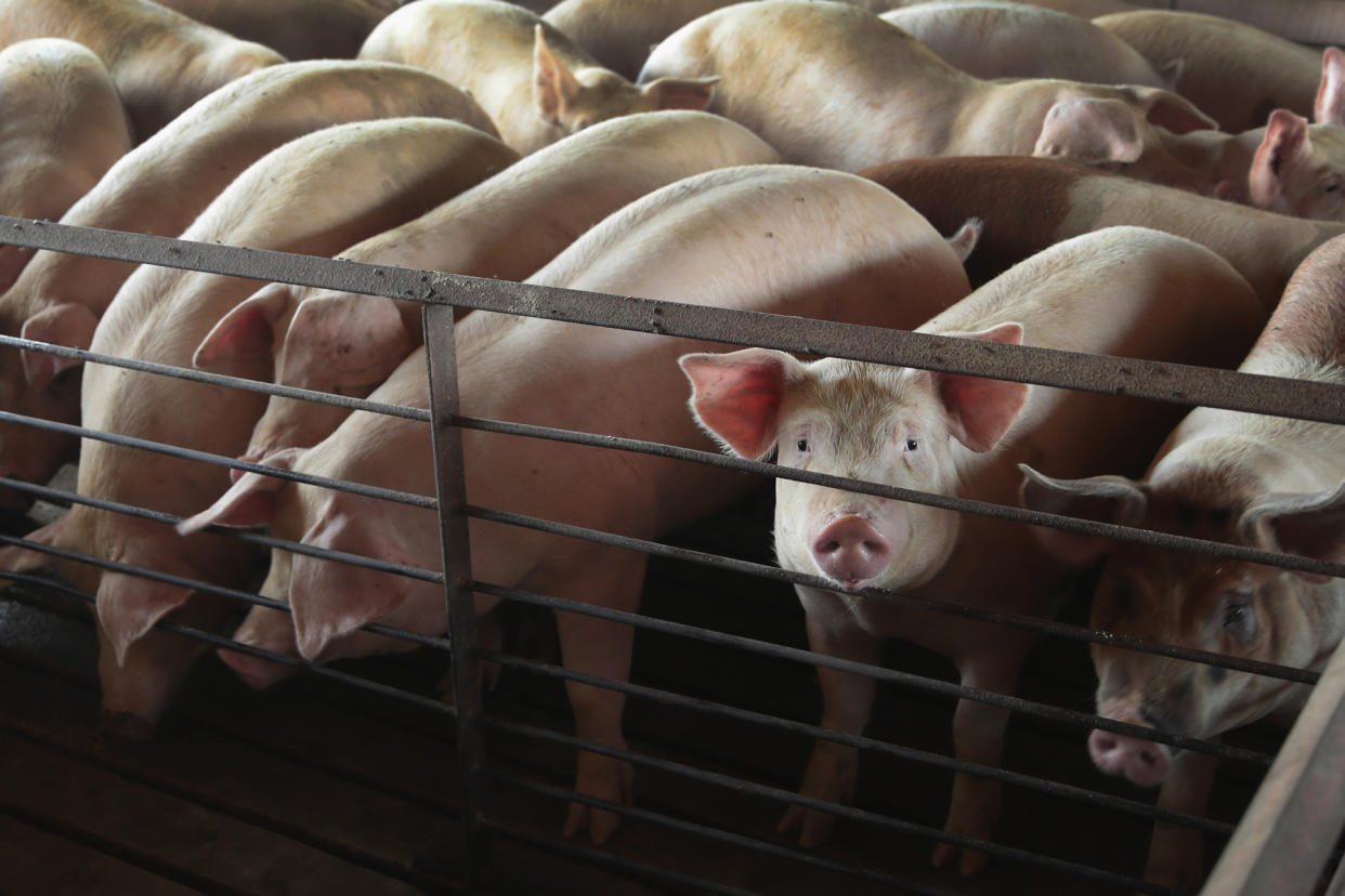 Für Veggie-Wurst sterben zwar keine Schweine, aber andere Tiere. (Bild: Scott Olson/Getty Images)